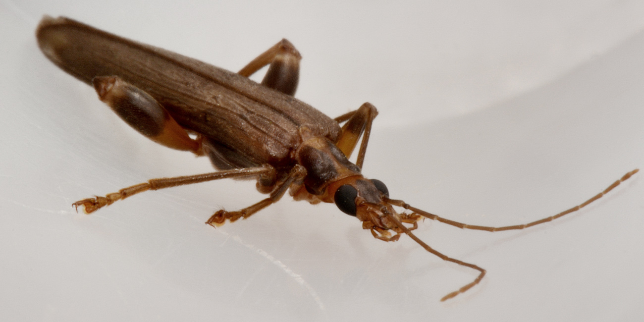 Oedemeridae:  Oncomera femoralis